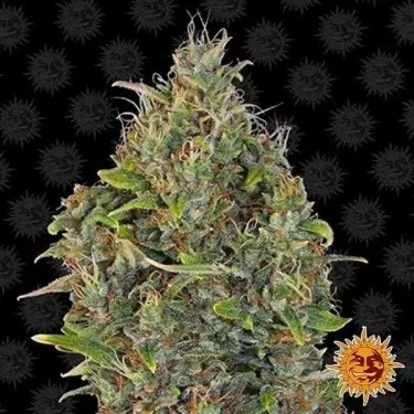 Critical Kush Auto planta de marihuana