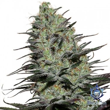 Visualizzazione Morpheus planta de marihuana