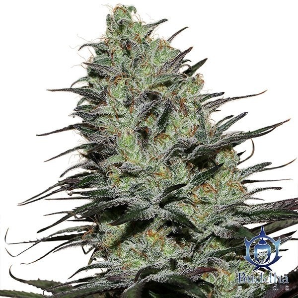 Visualizzazione Morpheus planta de marihuana