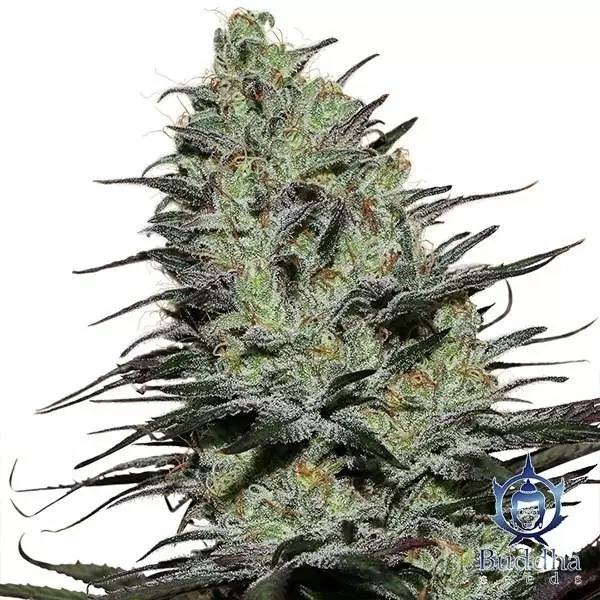 Visualizzazione Morpheus planta de marihuana