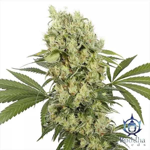 Visualizzazione Medikit planta de marihuana