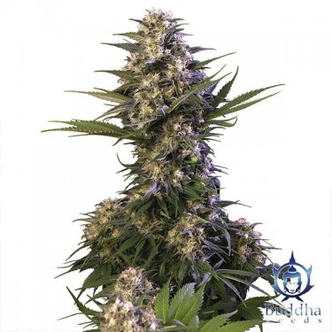 Visualizzazione Kraken planta de marihuana