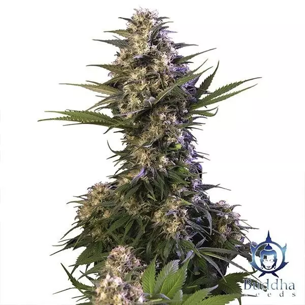 Visualizzazione Kraken planta de marihuana