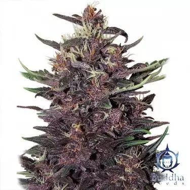 Purple Kush planta de marihuana