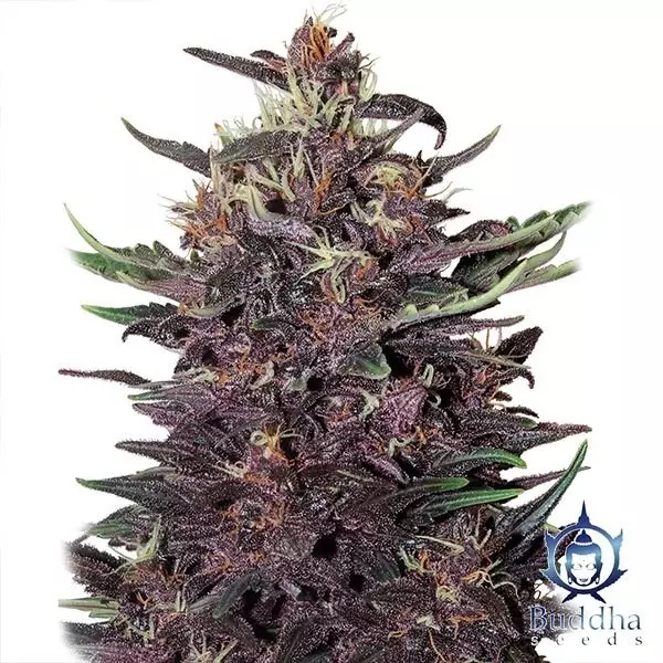 Purple Kush planta de marihuana