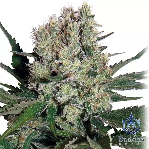 Visualizzazione Planta de Syrup