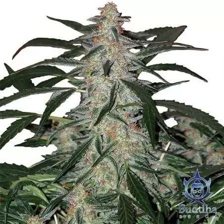 Planta de Syrup
