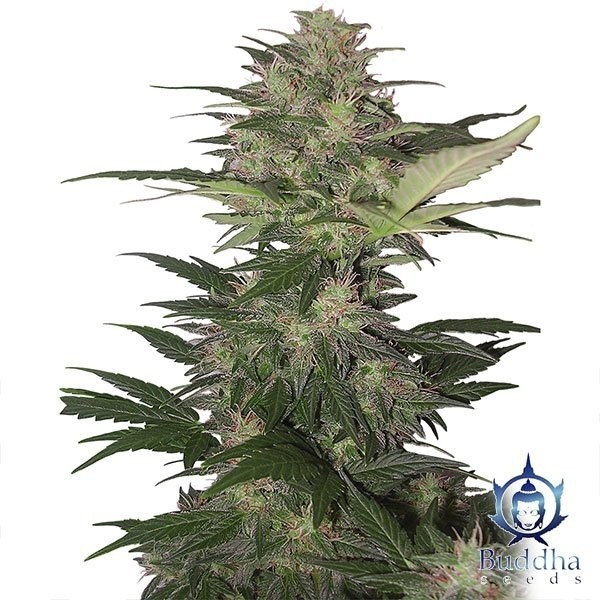 Visualizzazione Red Dwarf planta de marihuana