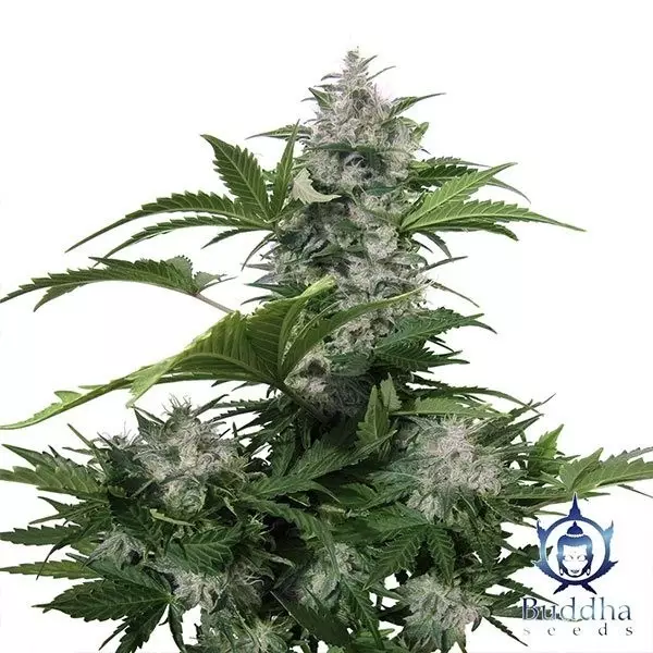 Planta de White Dwarf