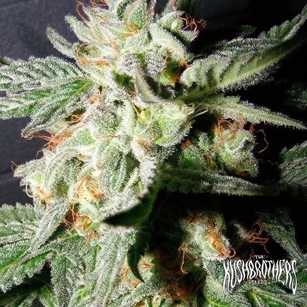 Visualizzazione Pianta di marijuana medicinale riservata