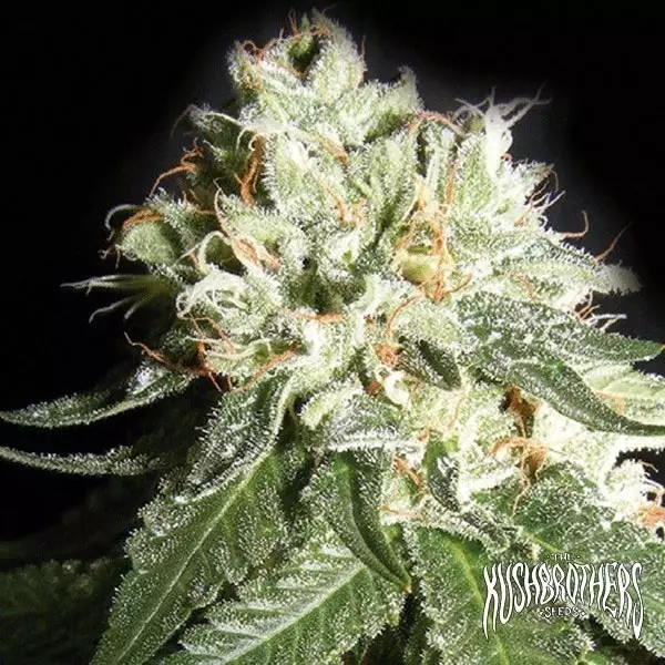 Visualizzazione OG Cheese planta de marihuana