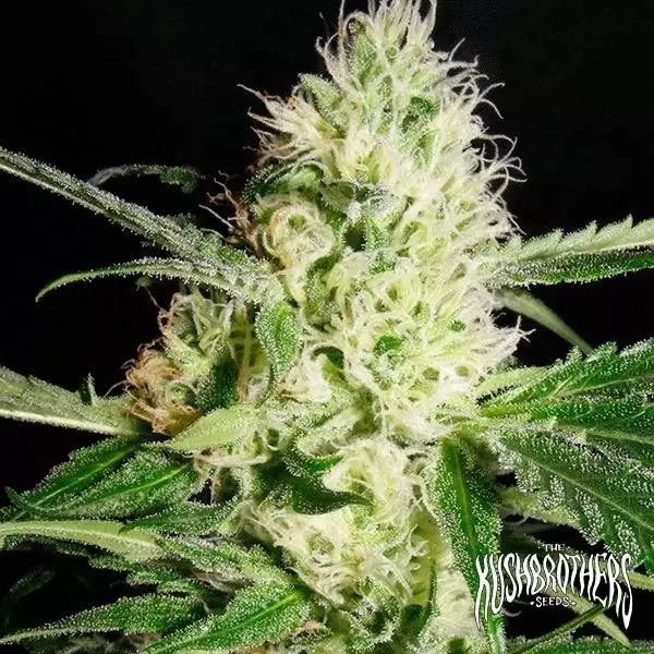 Visualizzazione Yellowstone planta de marihuana