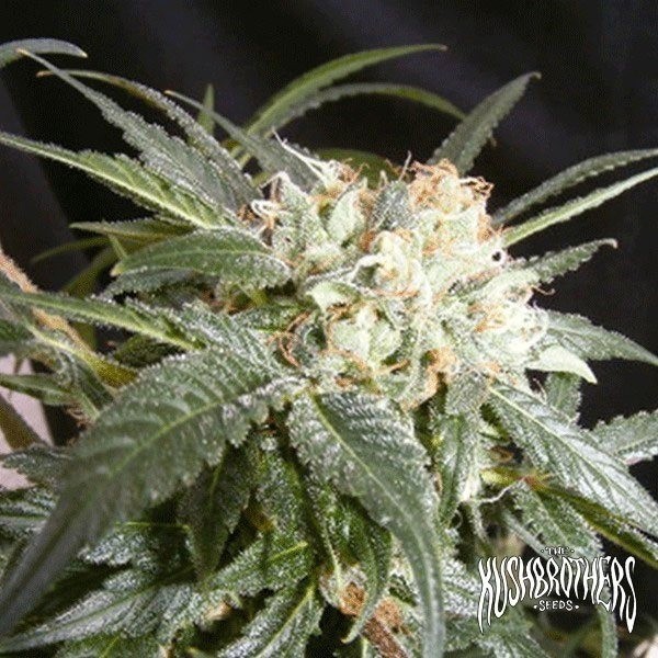 Visualizzazione Malibu planta de marihuana