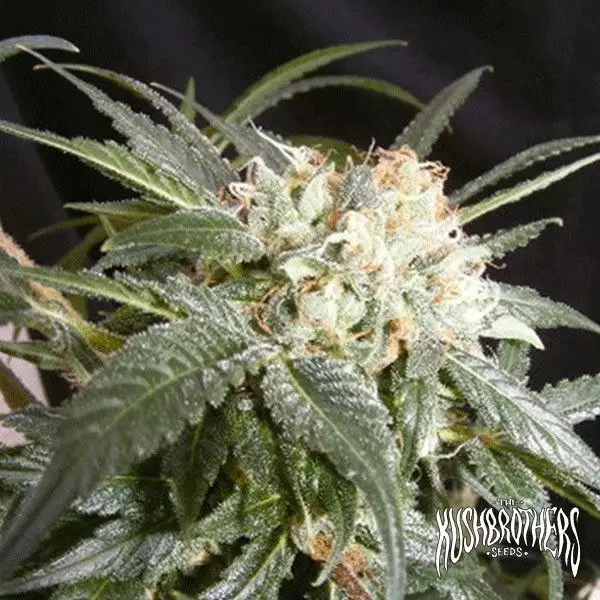 Visualizzazione Malibu planta de marihuana