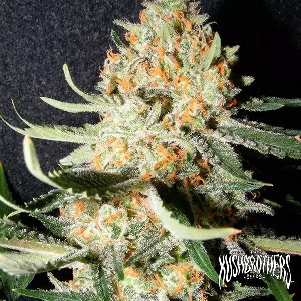 Visualizzazione Exotic Kush planta de marihuana