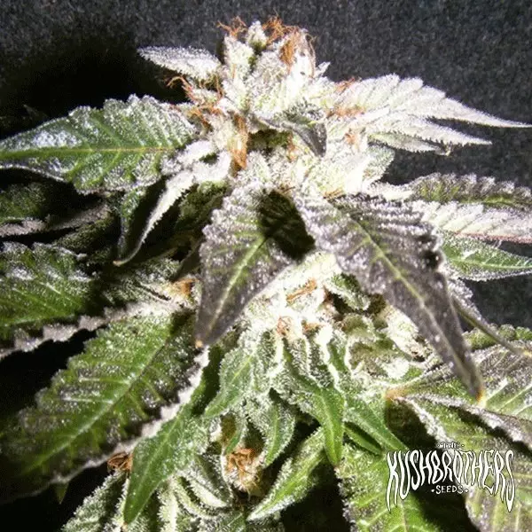 Visualizzazione Confidencial OG planta de marihuana