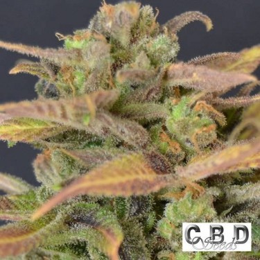 Visualizzazione Auto Critical planta de marihuana