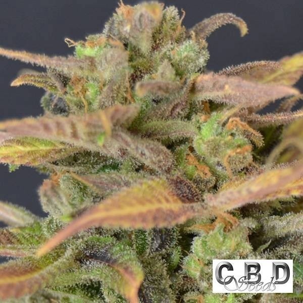 Visualizzazione Auto Critical planta de marihuana