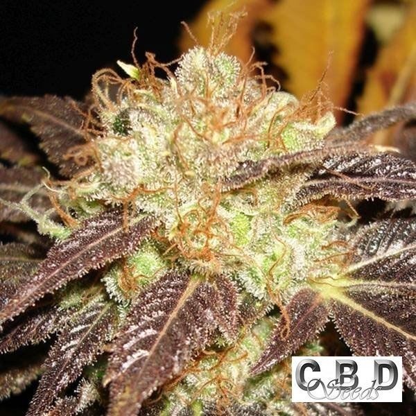 Visualizzazione Planta de marihuana