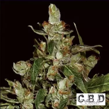 Auto Widow planta de marihuana