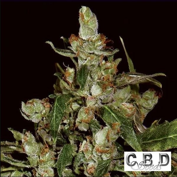 Visualizzazione Auto Widow planta de marihuana