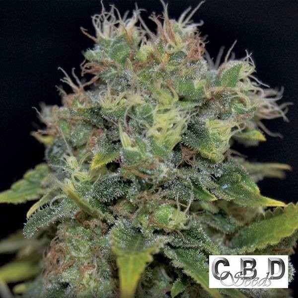 Visualizzazione Pianta di marijuana