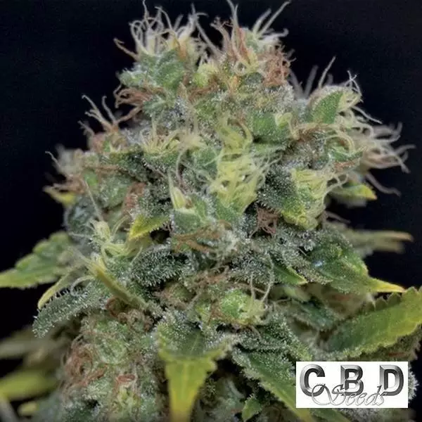 Visualizzazione Pianta di marijuana