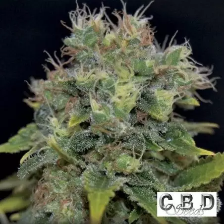 Pianta di marijuana
