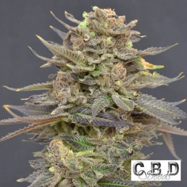 Visualizzazione Planta de marihuana