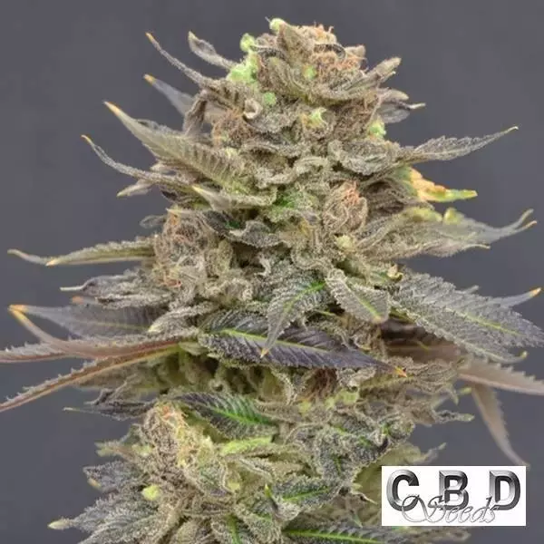 Visualizzazione Planta de marihuana