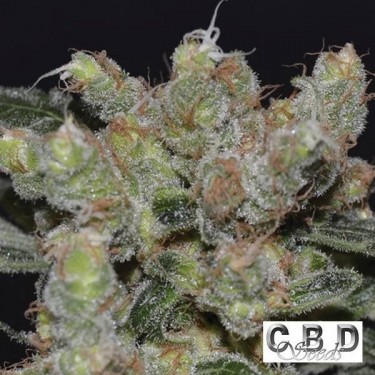 Visualizzazione Planta de marihuana