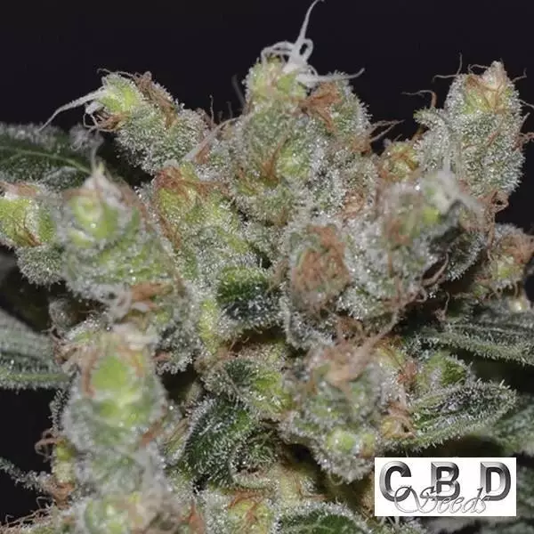 Visualizzazione Planta de marihuana