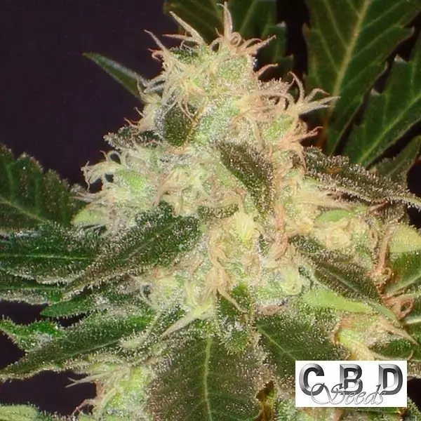 Visualizzazione Planta de marihuana