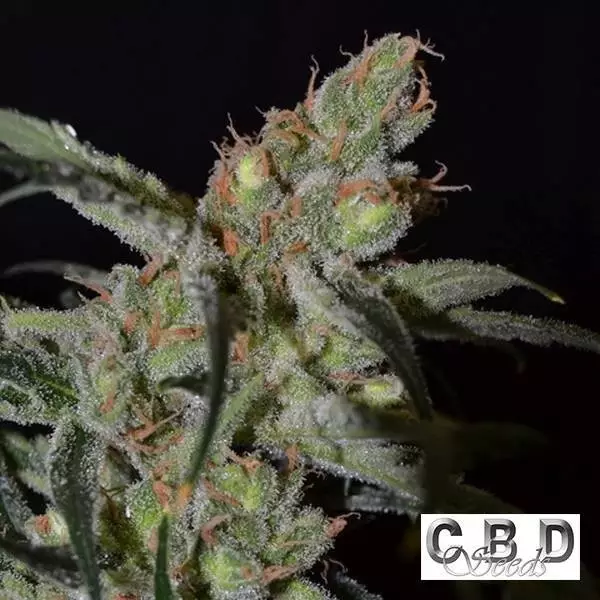 Visualizzazione Planta de marihuana