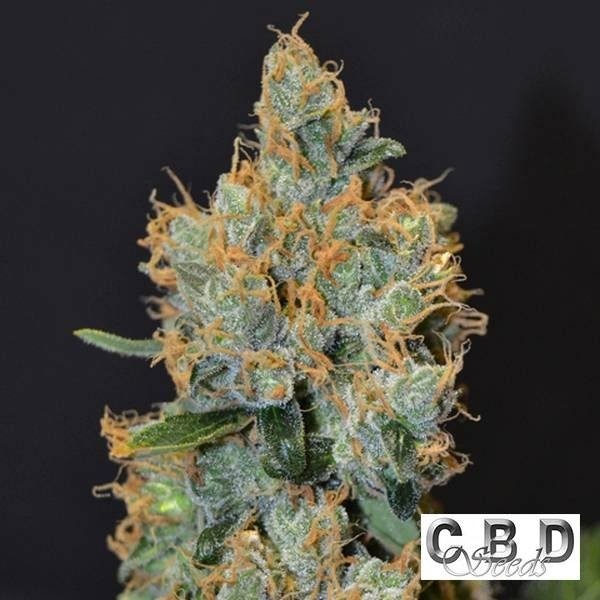 Visualizzazione Planta de marihuana
