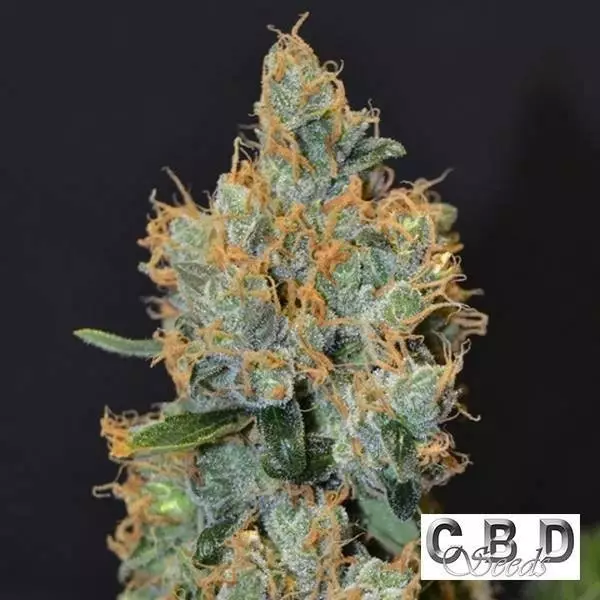 Visualizzazione Planta de marihuana