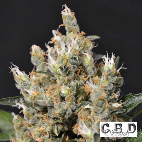 Visualizzazione Planta de marihuana