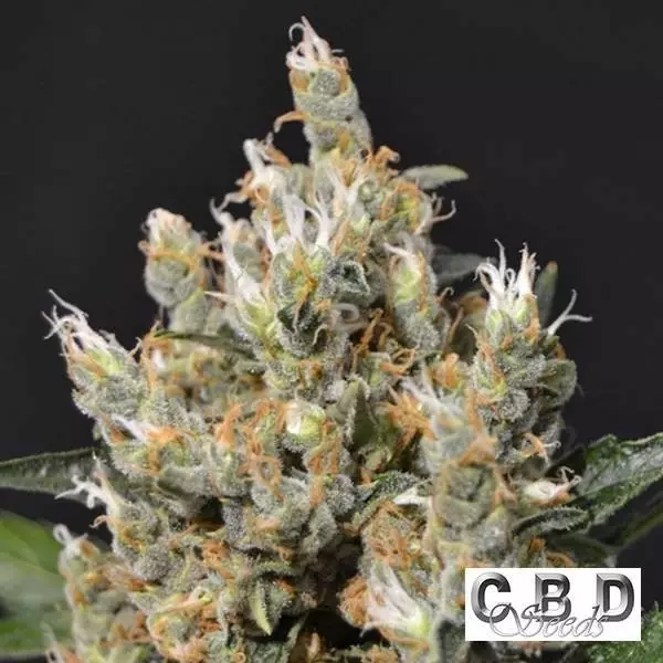 Visualizzazione Planta de marihuana