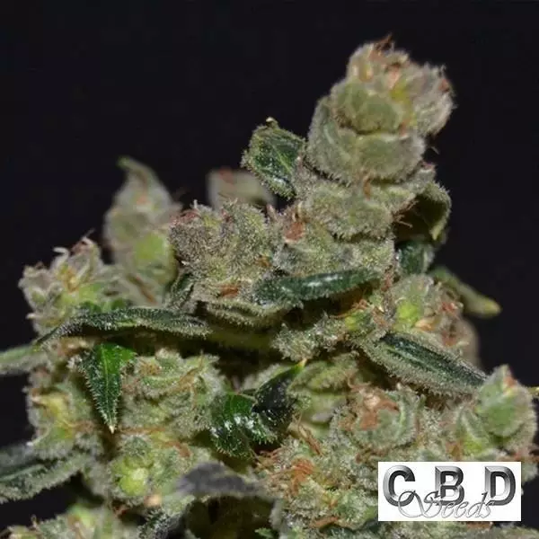 Visualizzazione Planta de marihuana