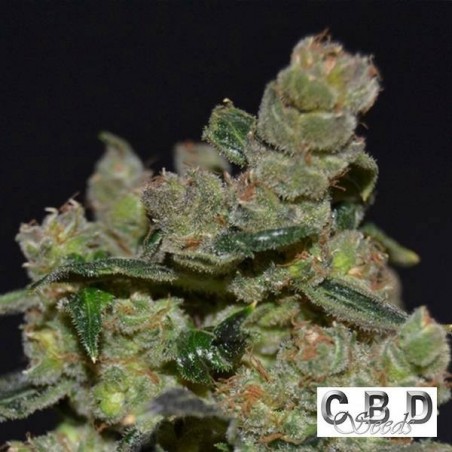 Planta de marihuana