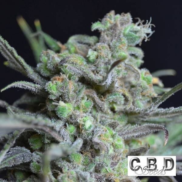 Visualizzazione Planta de marihuana