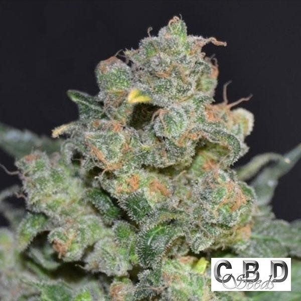 Visualizzazione Planta de marihuana