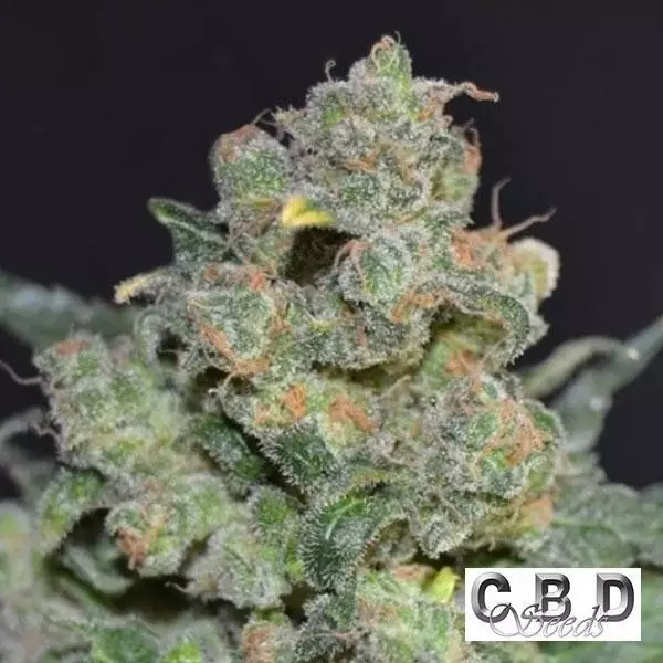 Visualizzazione Planta de marihuana