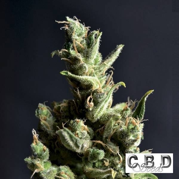 Visualizzazione Planta de marihuana