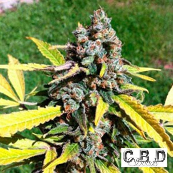 Visualizzazione Planta de marihuana