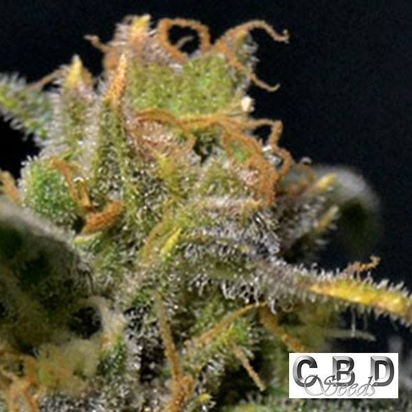 Visualizzazione Planta de marihuana