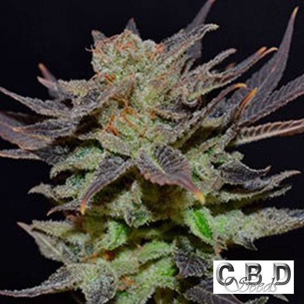 Visualizzazione Planta de marihuana