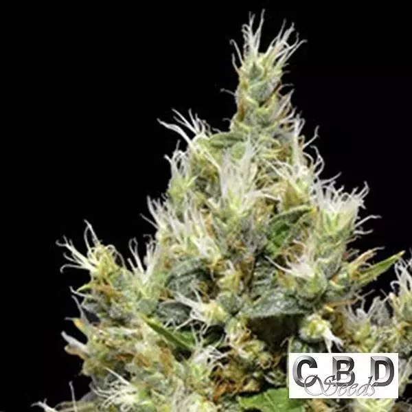 Visualizzazione Planta de marihuana