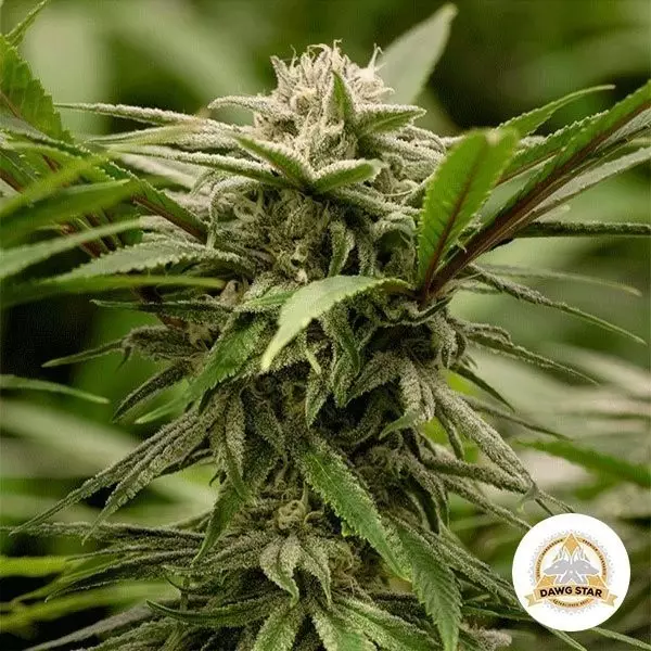 Visualizzazione Planta de marihuana