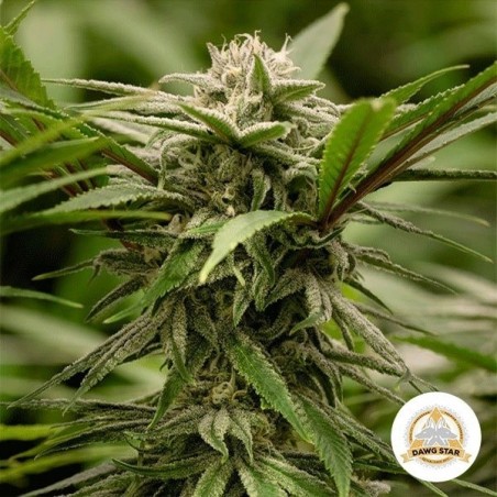 Planta de marihuana